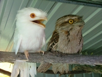 Apparently the weirdness of the albino Potoo is too much for his normally pigmented brother