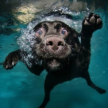 Cant stop laughing at these dogs underwater