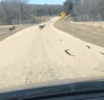 Deer runs into fence