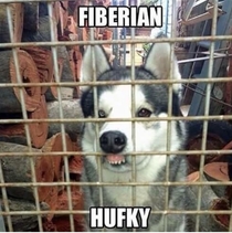 Fiberian Hufky