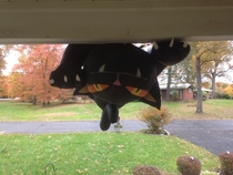 For Halloween I had an inflatable cat on my roof Last night it was very windy This is what greeted me when I opened the door this morning Almost had a heart attack