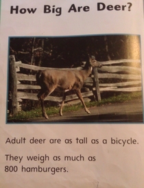 From my daughters library book This is how we weigh things in America