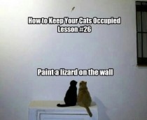 How to keep your cats occupied
