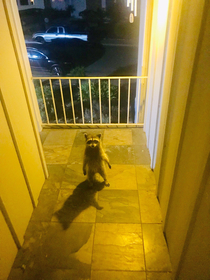 I came home last night to find this thief just standing there menacingly
