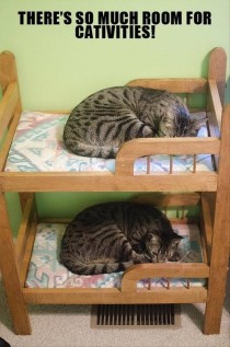 Kitty bunk bed