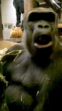 Pic #3 - A gorilla flipped me off so I flipped him off in return and he was very offended
