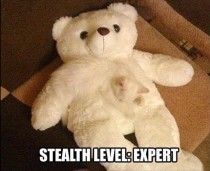Stealthy kitty