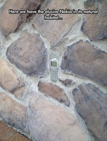 The elusive Nokia seen in its natural habitat