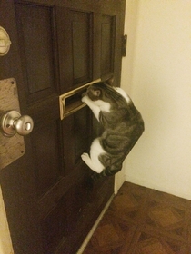 This is how my cat waits for my boyfriend to come home