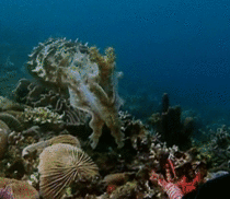 When camouflage fails the cuttlefish catches its prey by using hypnosis 