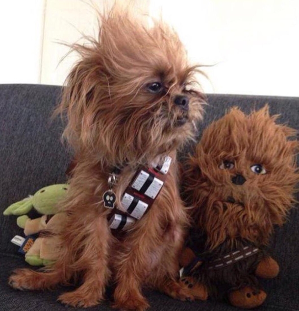 Chewbaccas or Two-baccas