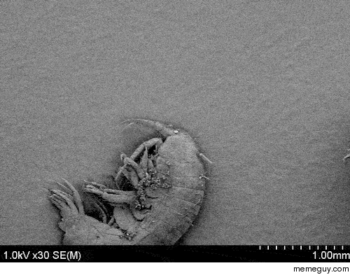 A bacterium on a diatom on an amphipod