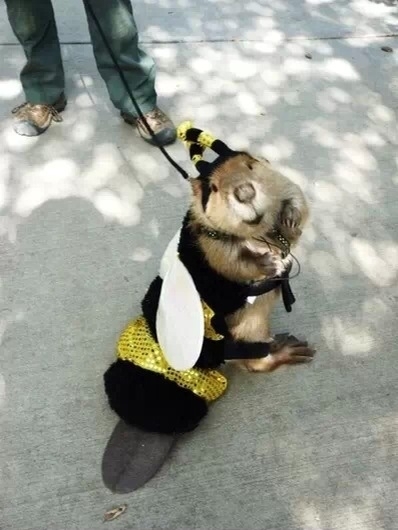 A beaver dressed as a bee