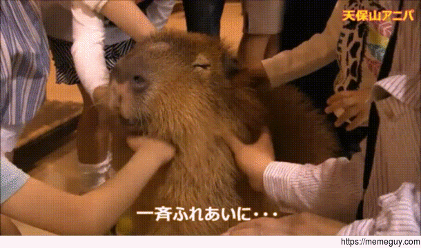 A Capybara achieving a higher state of being