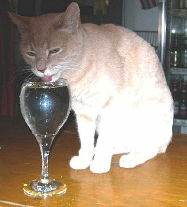 A cat has been the mayor of a town in Alaska for over  years His name is Mr Stubbs and every afternoon he goes to a nearby restaurant and drinks water out of a wineglass laden with catnip