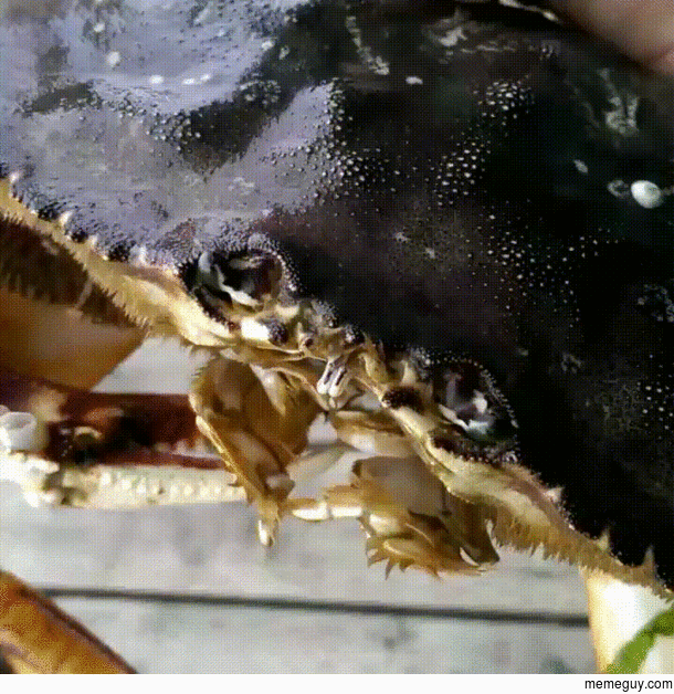 A crabs mouth - very alien