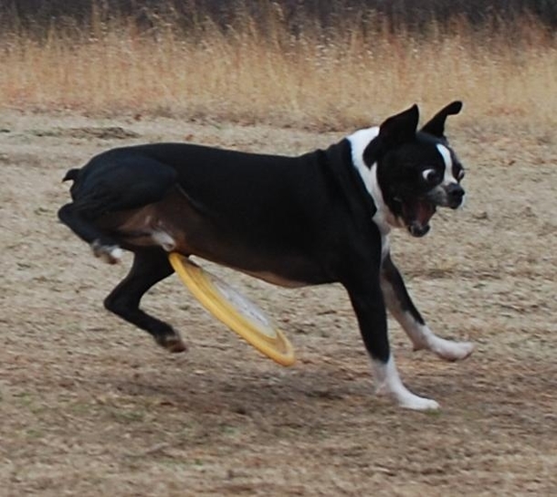 A dog getting hit in the dick with a frisbee