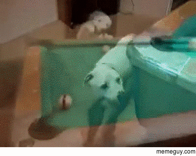 A Dog playing snooker