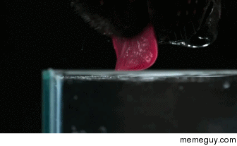 A dogs tongue lapping water in slow motion