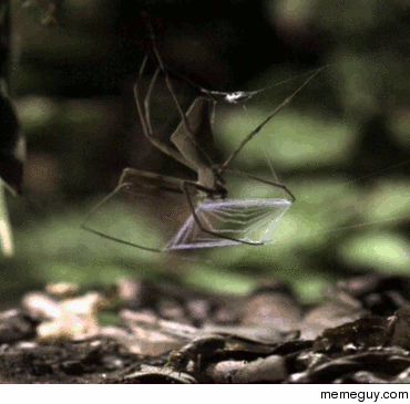 A Gladiator Spider using a net to catch a bug