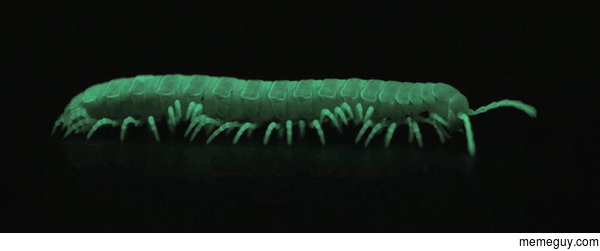 A glowing millipede from the mountains of California