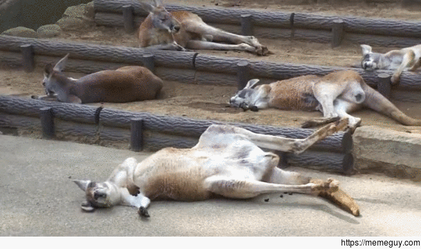 A group of Australians waking up after a hard night of doing Australian things