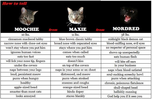 A handy guide my friend made to help houseguests figure out which cat is which