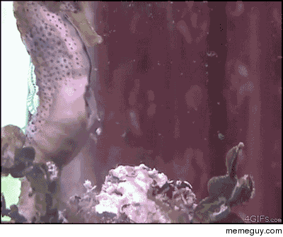 A male seahorse giving birth
