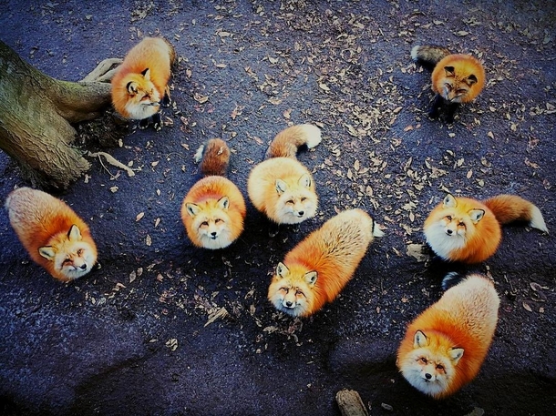A pack of foxes Waiting  Lunch