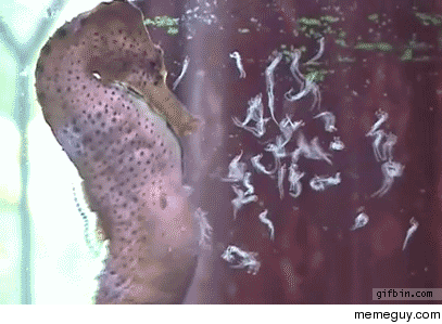 A seahorse giving birth