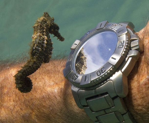 A seahorse inspects a divers watch