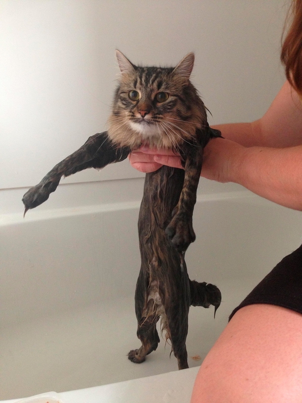 A serene cat with a dry head and completely wet body