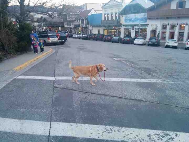 A strong independent dog who dont need no man