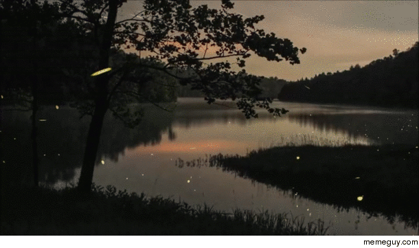 A summer sunset with fireflies