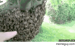 a swarm full of nope