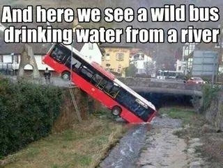 A wild bus
