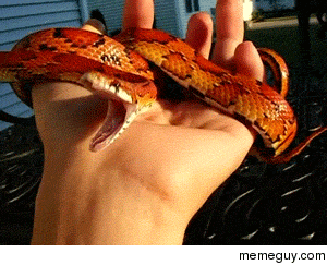 A yawning snake