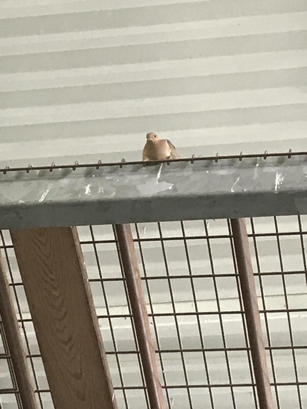 Accidentally broke its nest in a pallet with the forklift I didnt see it It has been staring at me like this for four hours now and hasnt moved or blinked