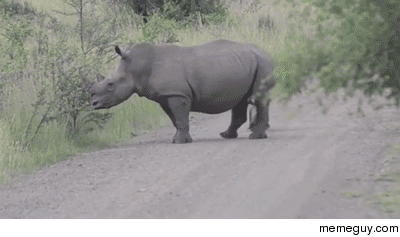 Adorable little rhino galloping down the road