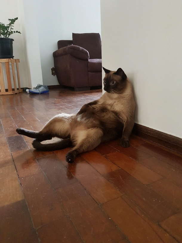 After a week out of my home I find my cat like this