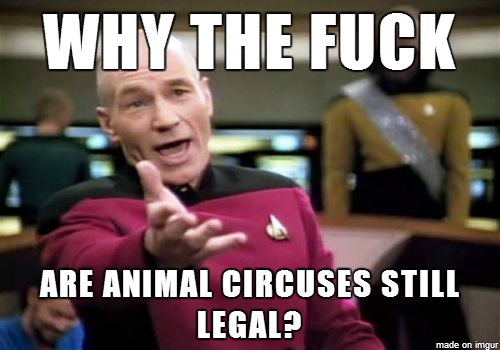 After seeing the abused circus Elephant rampage video
