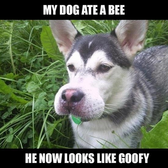 All these pets getting stung by bees are so hot right now