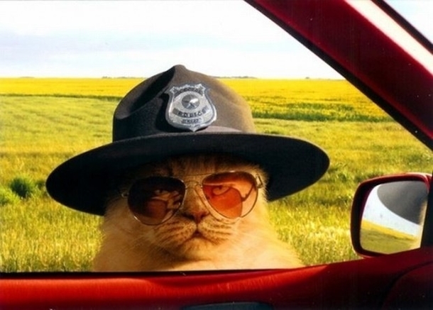 Alright meow Hand over your license and registration