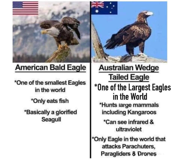 American bald eagle v Australian wedge tail eagle