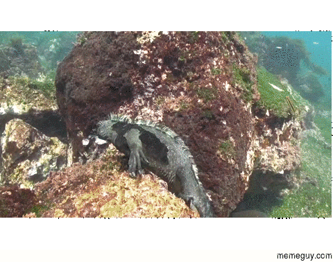 An iguana out for a swim with a seal