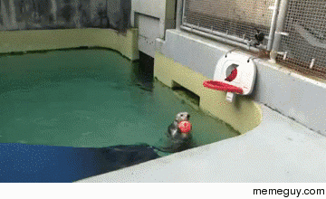 An otter making a slam dunk