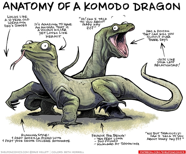 Anatomy of a Komodo Dragon