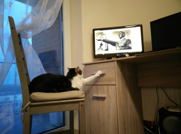 And thats why you dont leave your cat alone with the computer