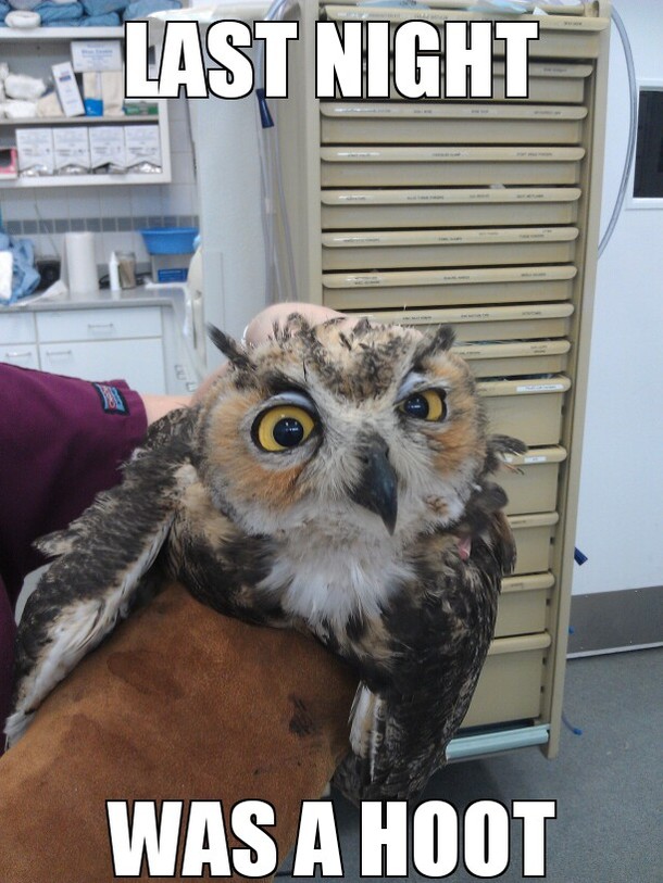 Anesthesia Owl