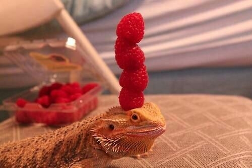 Apologies if youve already seen a lizard balancing berries on its head today